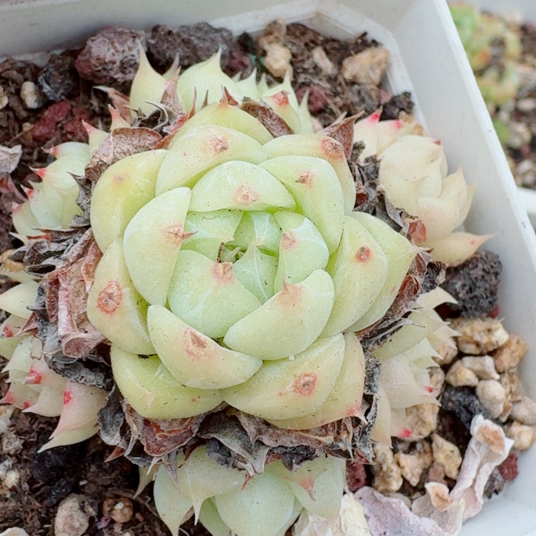 多肉杂交一物一拍29-6