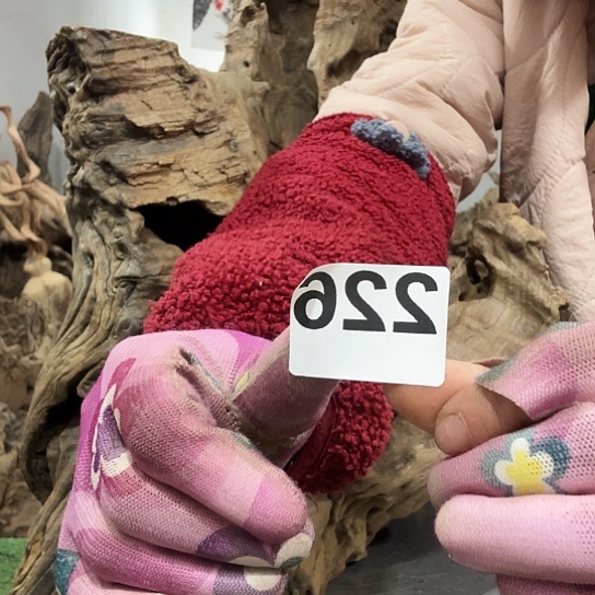 松*紫砂的味道很好闻