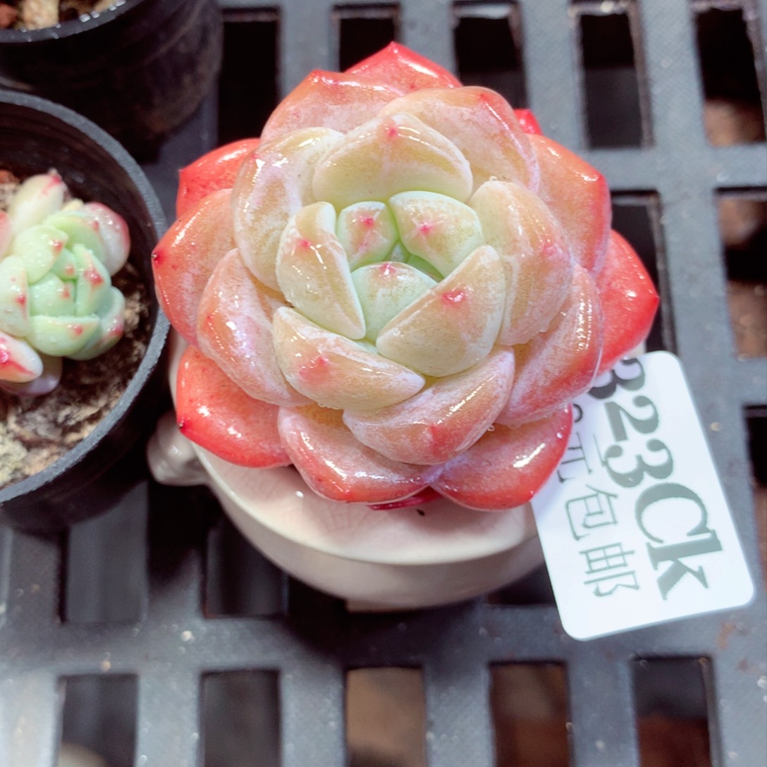 5厘米盆精控多肉323