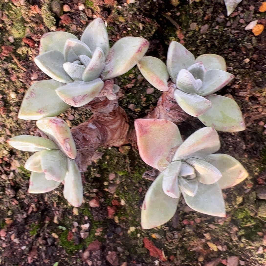 4732泡西弗洛拉苹果叶仙女杯