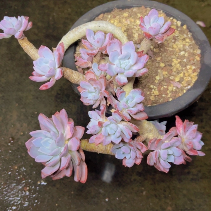 特价福利造型老桩孤品