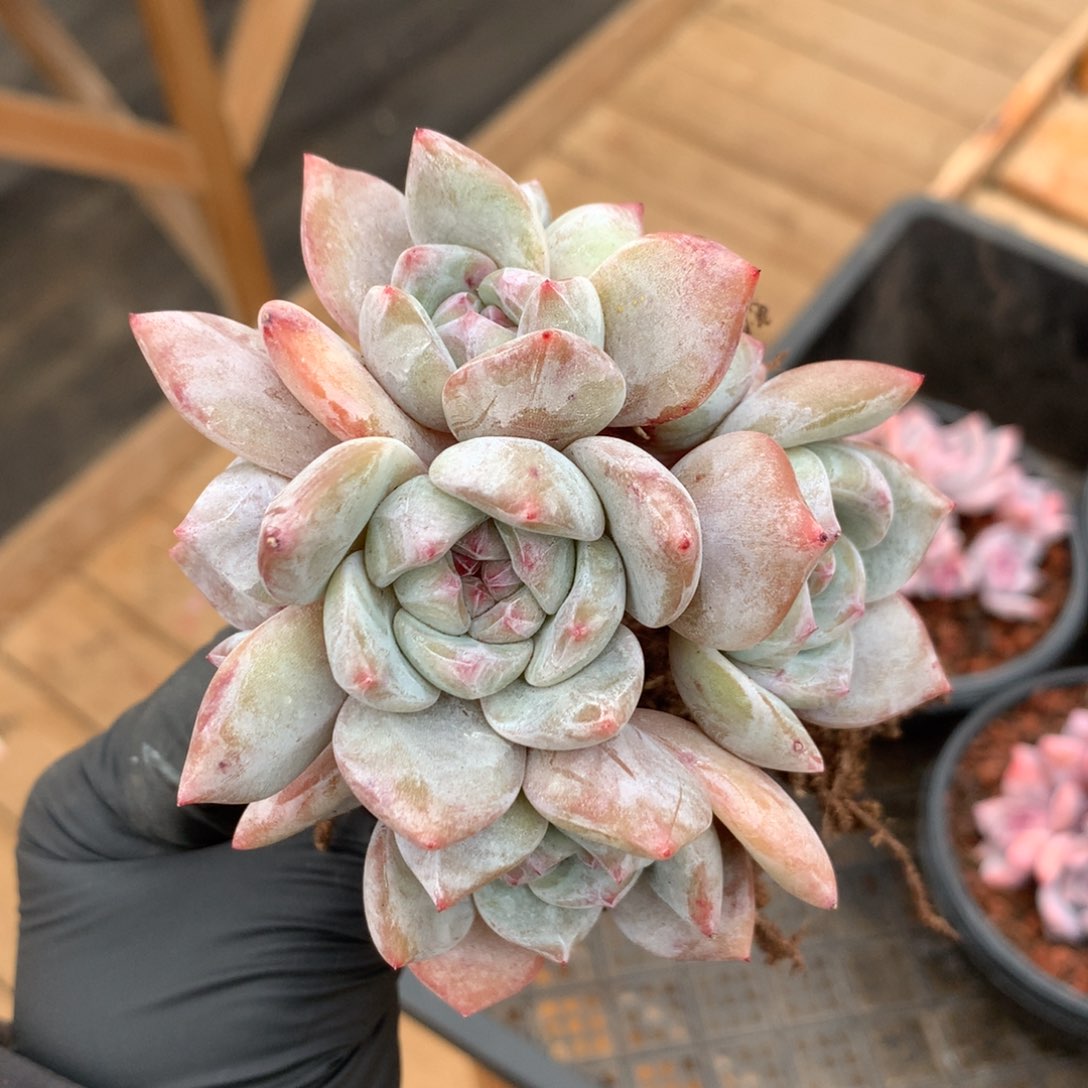 星影石榴籽小树 有砍 福利