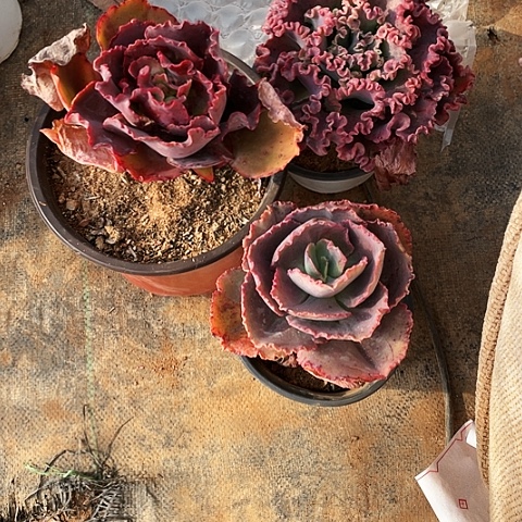 往**烟38 号包菜系列 3棵