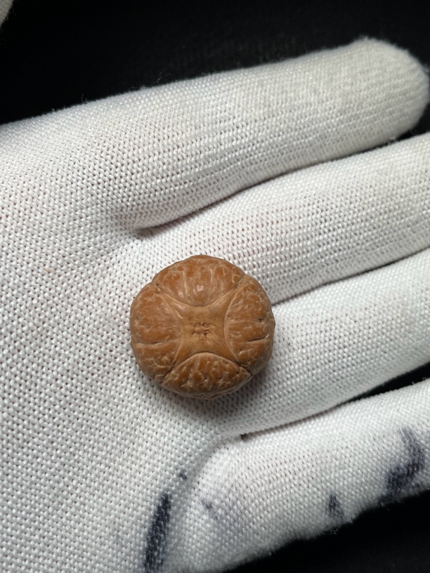 尼泊尔小凤眼麒麟眼23.3mm