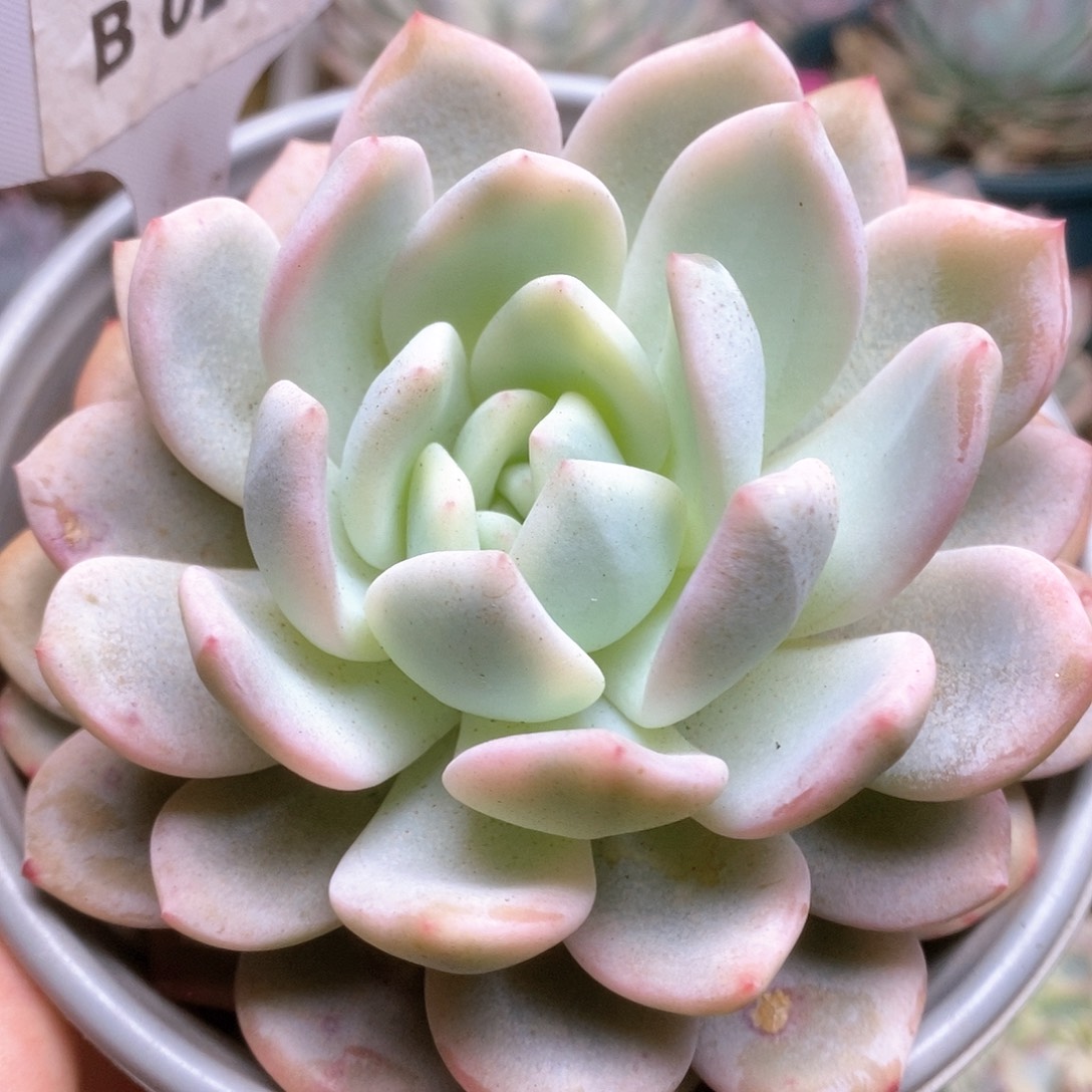 B286梦露锦锦锦锦锦锦