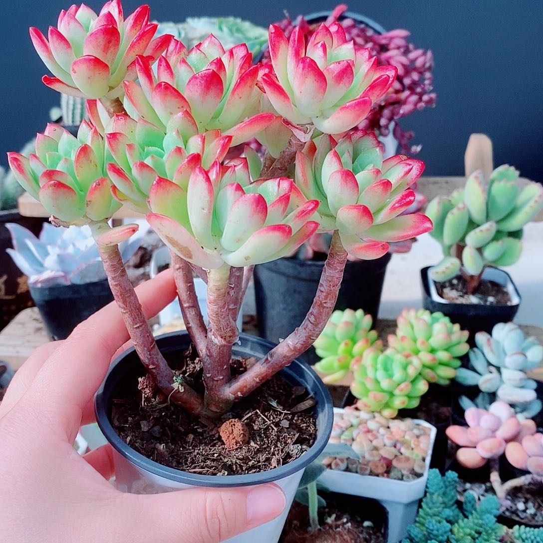 红稚莲要直播间的那个样品