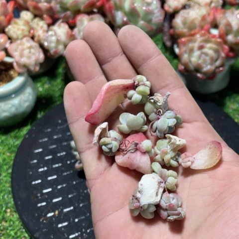 冰玉小苗100-150颗，保底100好的