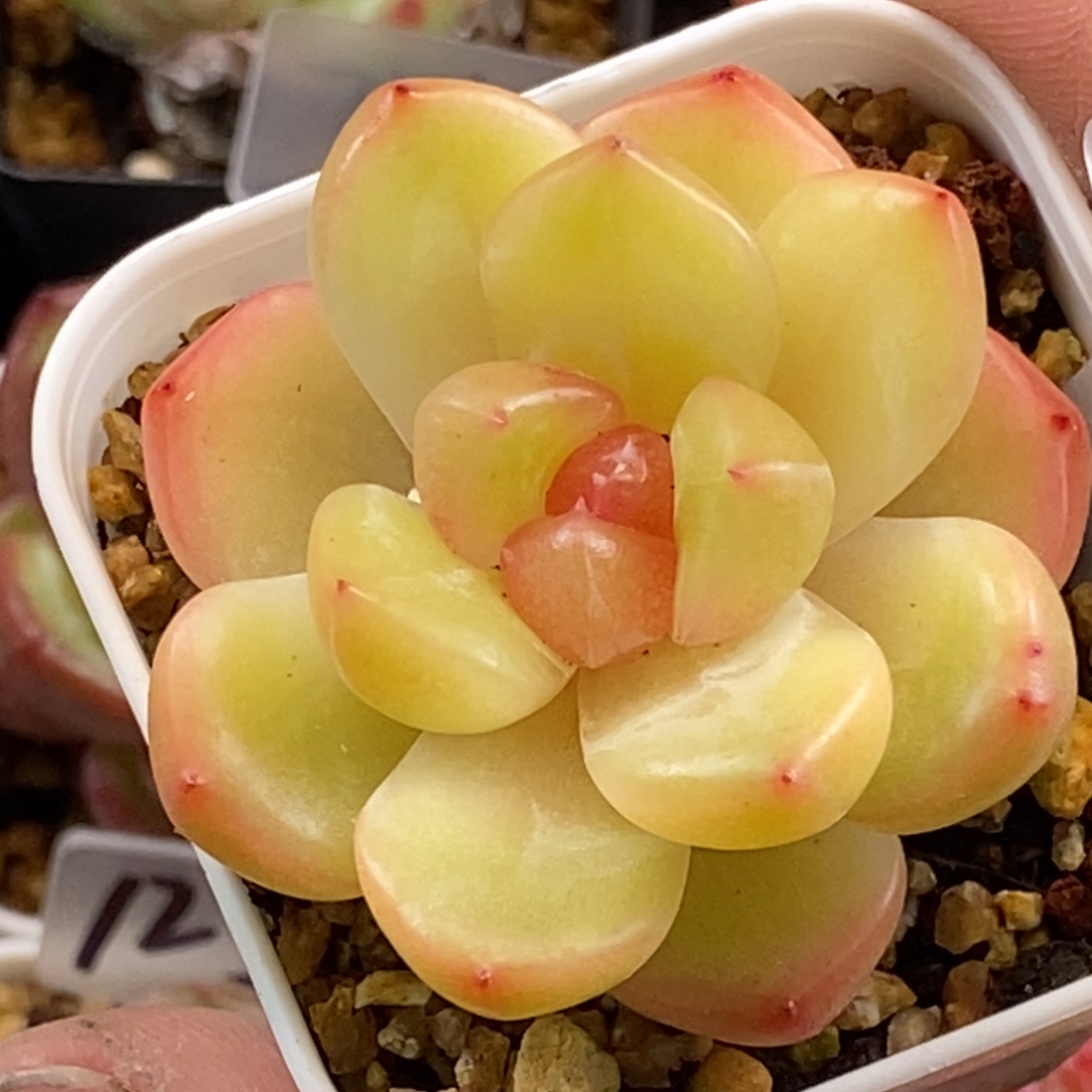 天官赐福百无禁忌