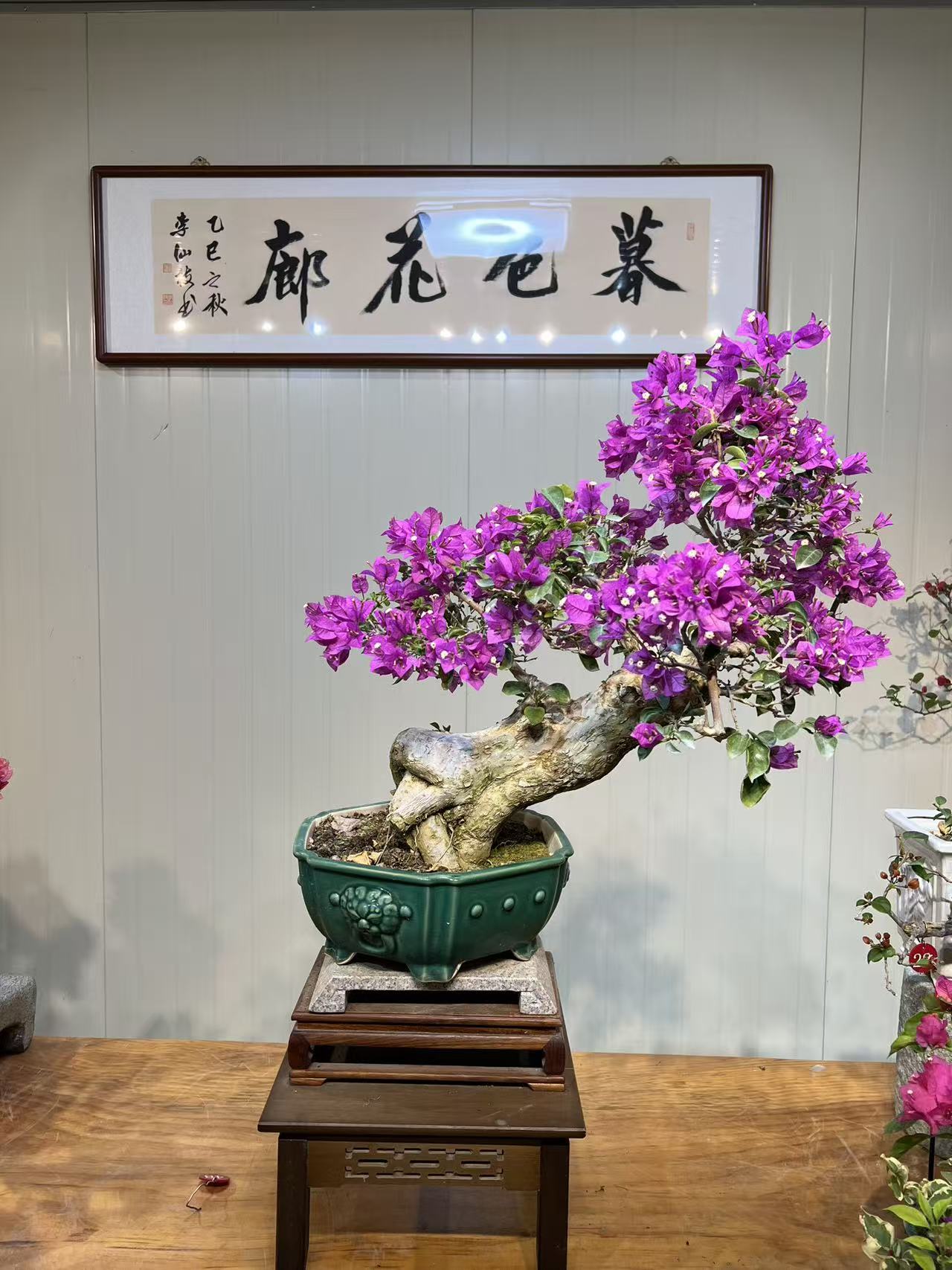 老年功小叶紫三角梅盆景