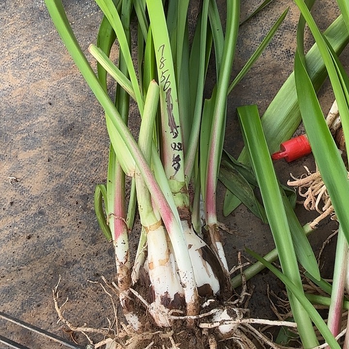 未***缪无花朵7856双梦坨