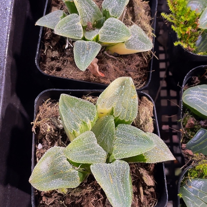 磨面寿带盆土发货