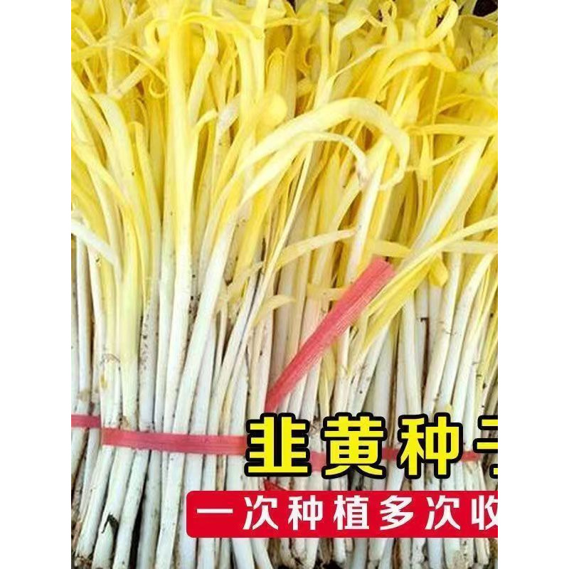 四季种植四季韭黄种子黄韭菜籽耐低温弱光高产农家大田盆蔬菜种子
