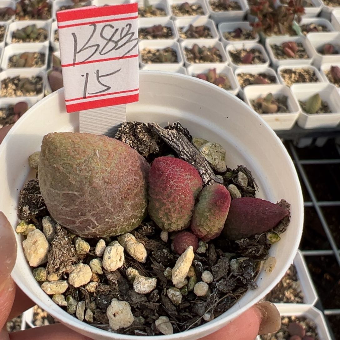 138号多肉植物水泡