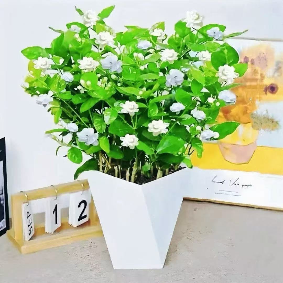 『带花苞』虎头茉莉花/浓香型/盆栽/重瓣/易养护/花期长