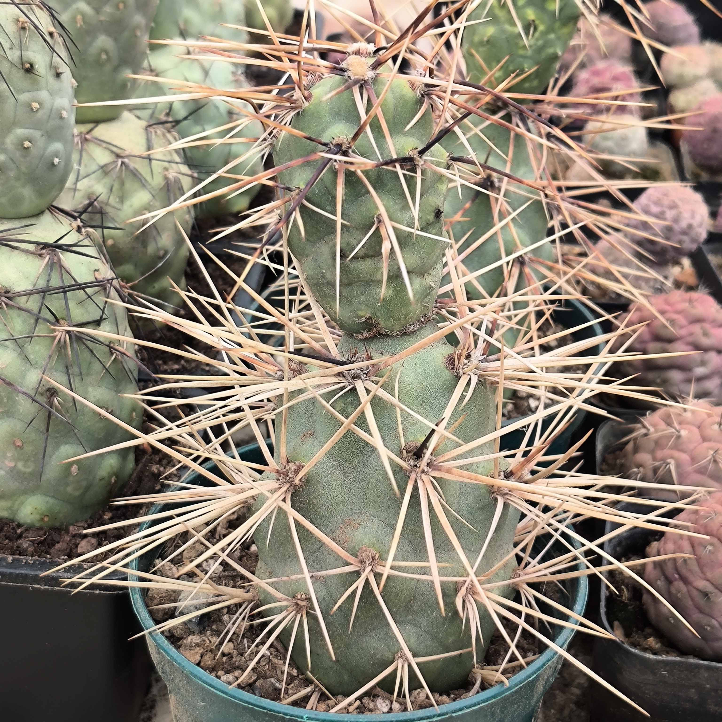 狂刺巨型习志野 团扇仙人球多肉植物 包邮 绿植盆栽 有根