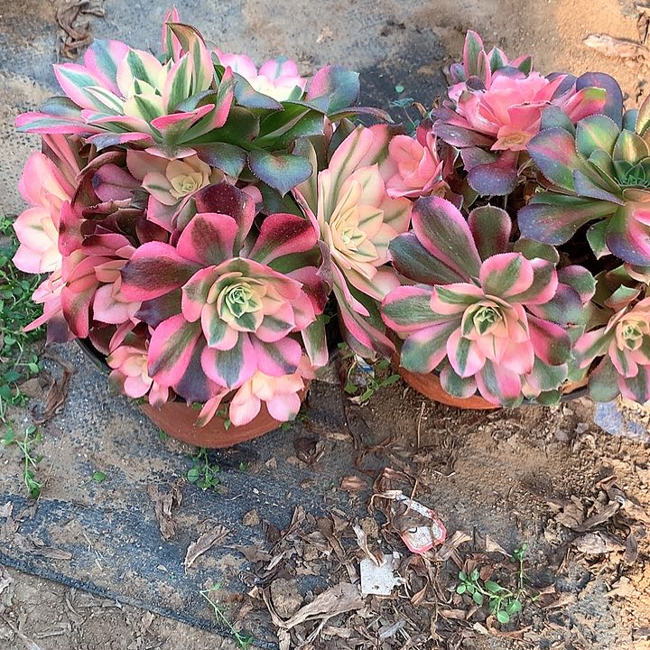 多肉植物香妃2棵有砍12