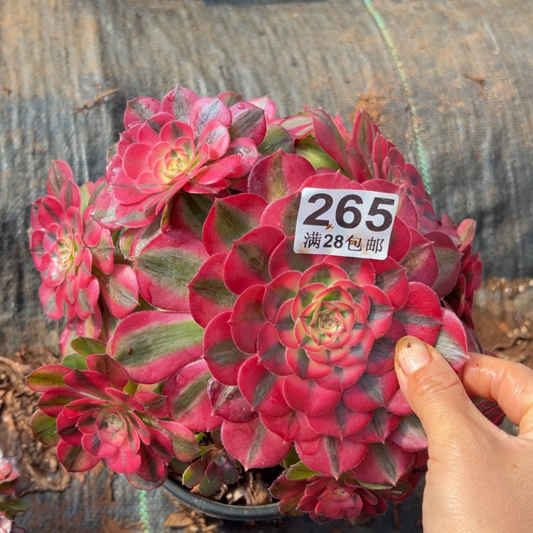 多肉植物265荔枝的