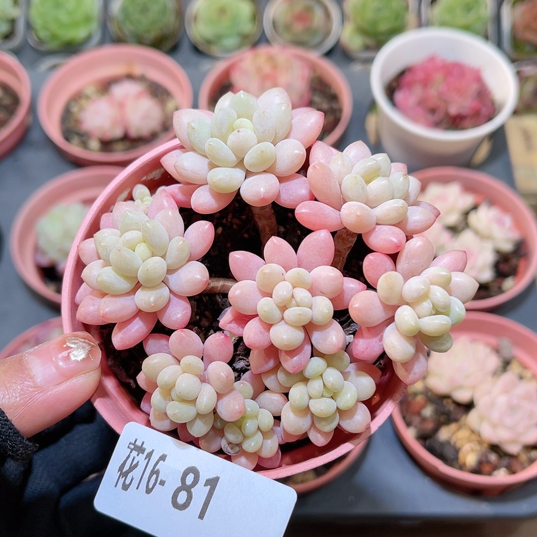 花16-81洛可可群生