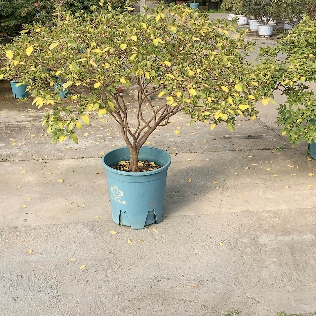 无花朵东洋杜鹃花