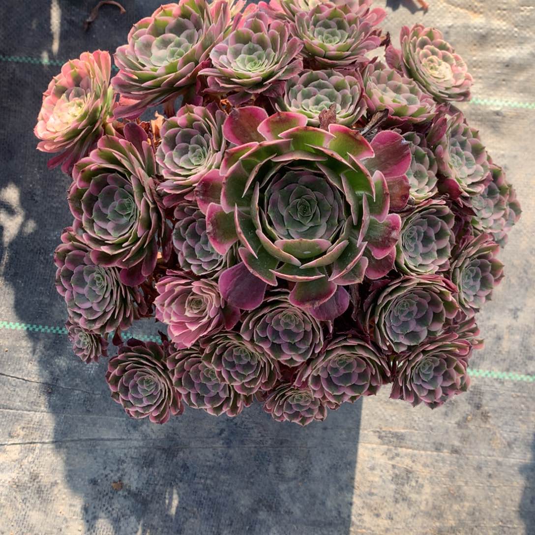 千***卉4448–霁月福利福利福利福利