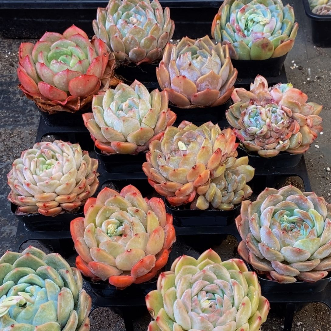 560的人和我一起看电影了