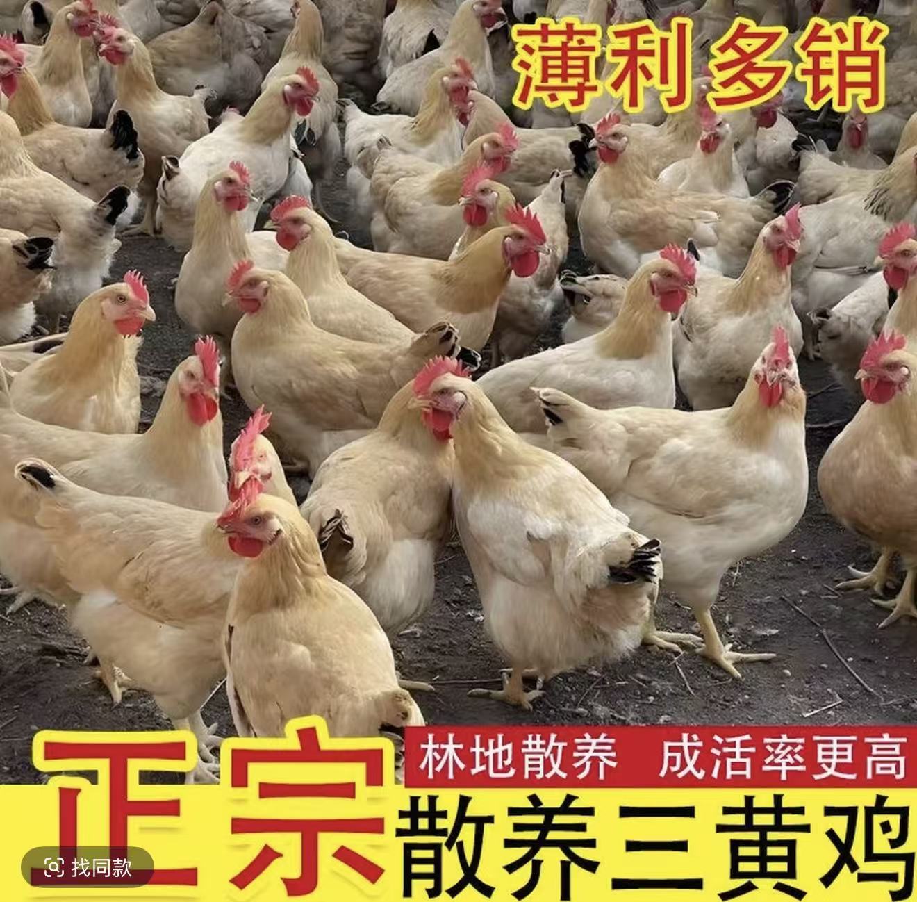 农家散养三黄鸡半斤发货全国包邮到手10只