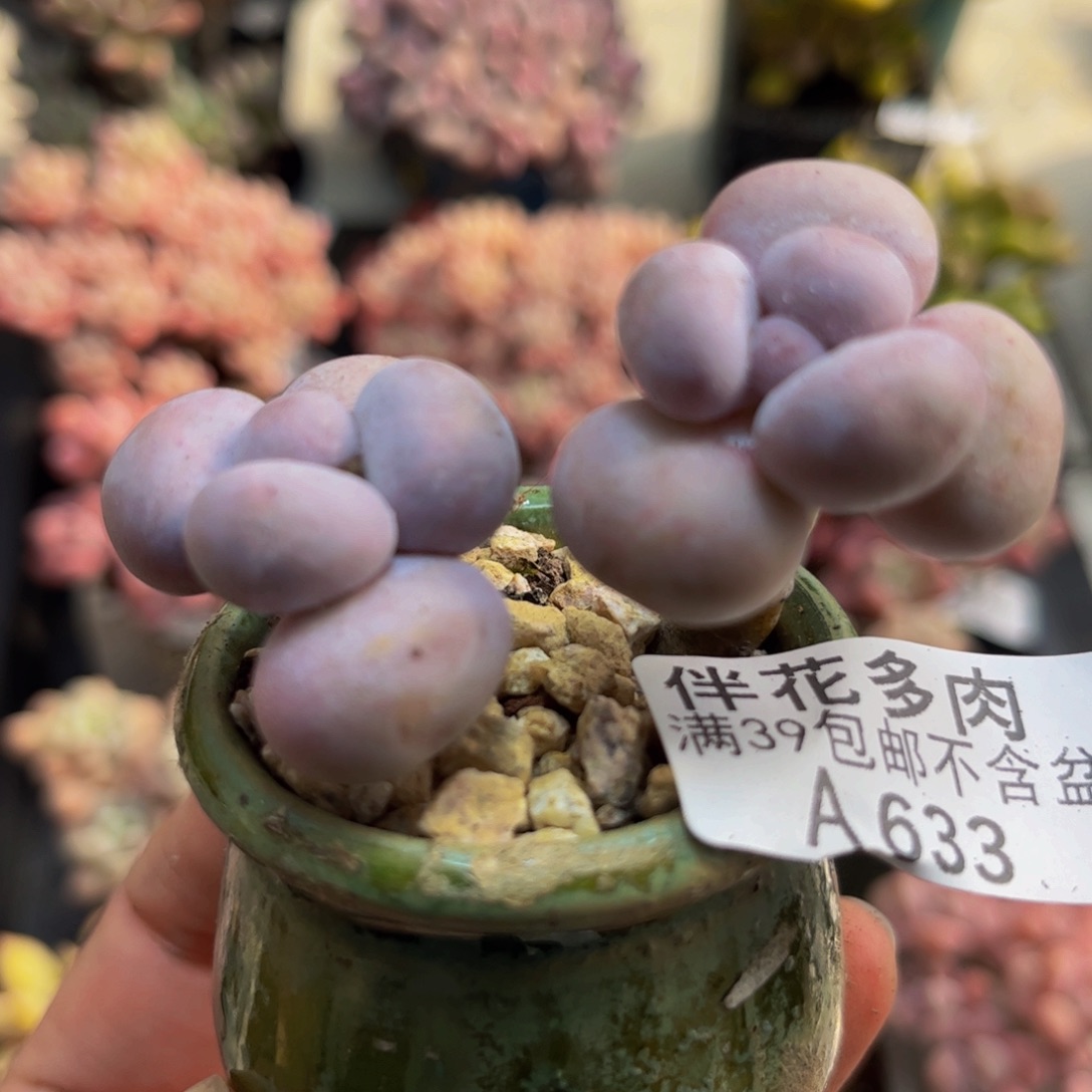 633橙奶4cm多肉植物