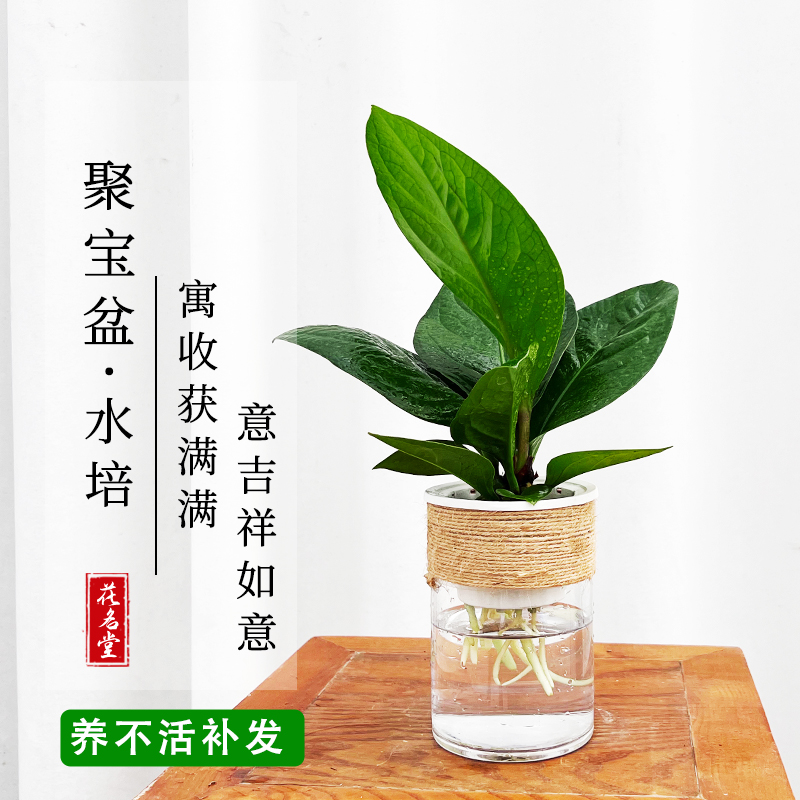 水培聚宝盆盆栽绿植室内客厅办公室四季常青去甲醛好养易活