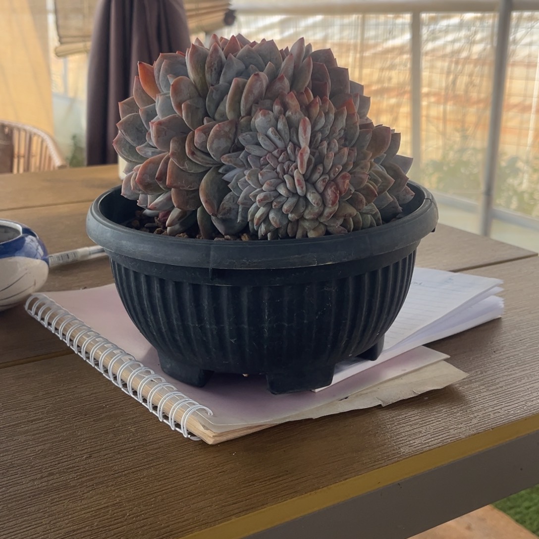 *****橙橙姐的星颖缀化一物一拍