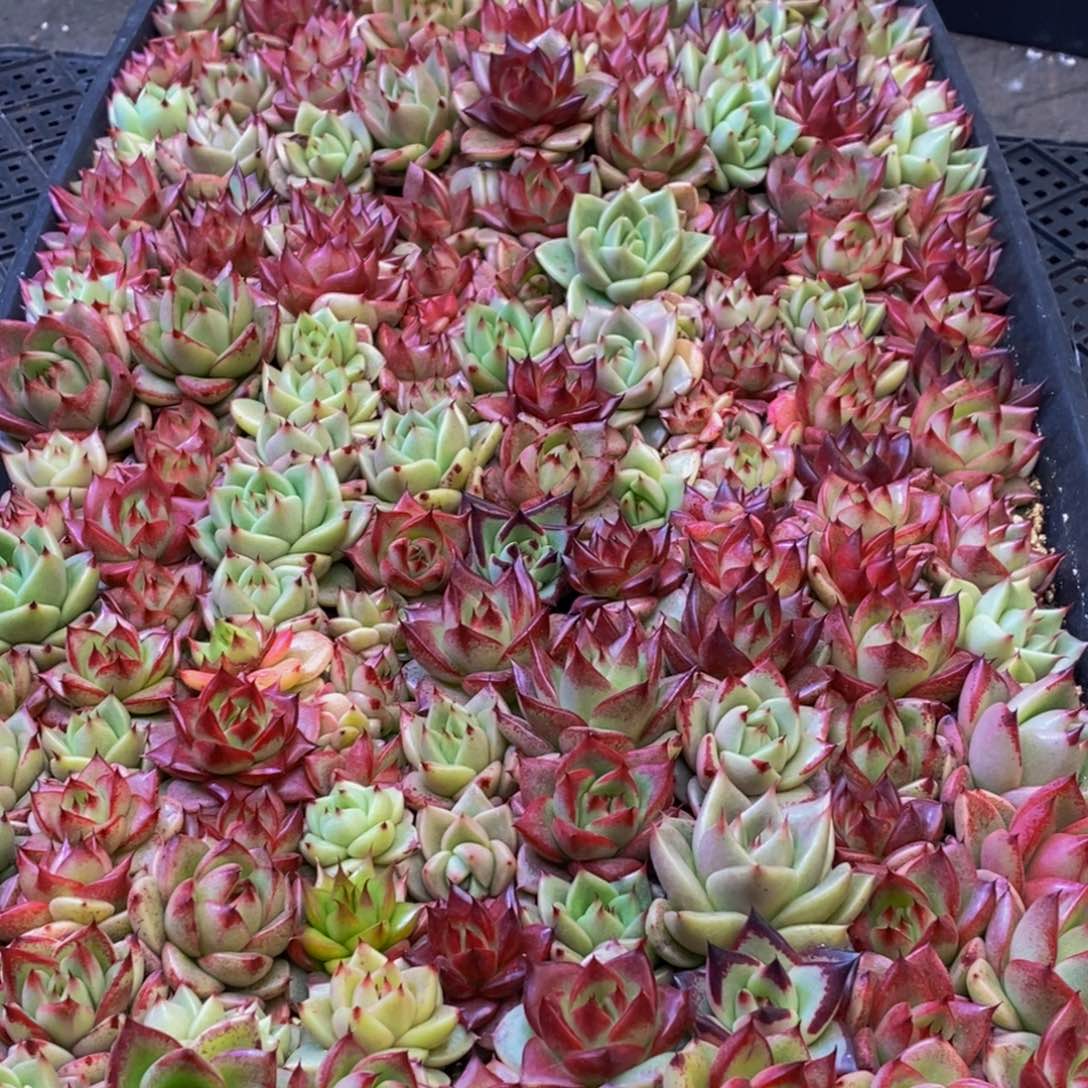 缘****359多肉植物保护研究所所长助理研究员
