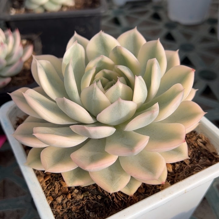 月亮仙子锦一物一拍锦龙