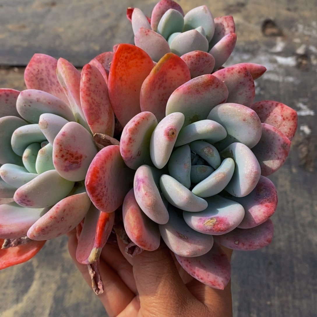 多头群生奥普多肉