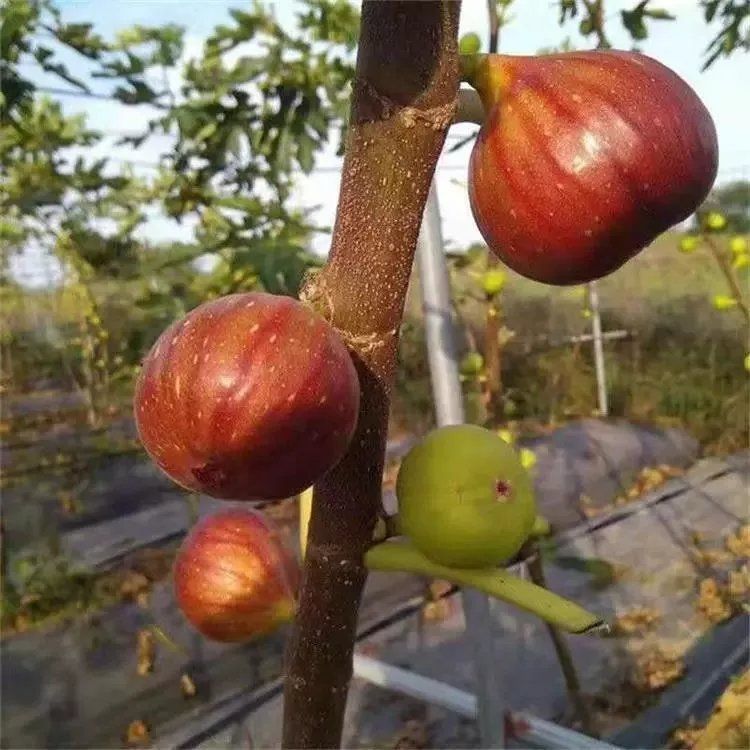 无花果树品种齐全盆栽地栽室内外南北方均可种植