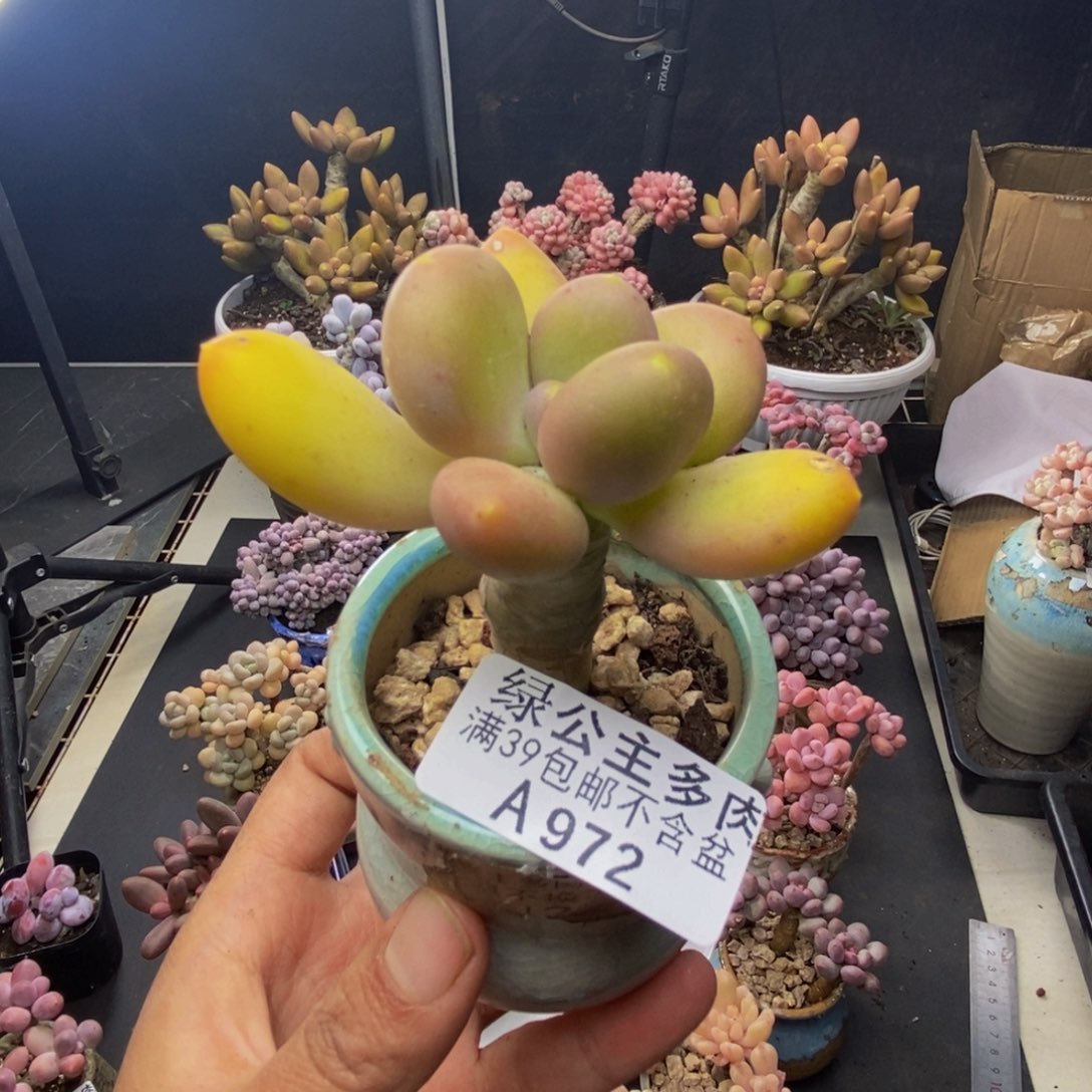 972芒果奶多肉5c m