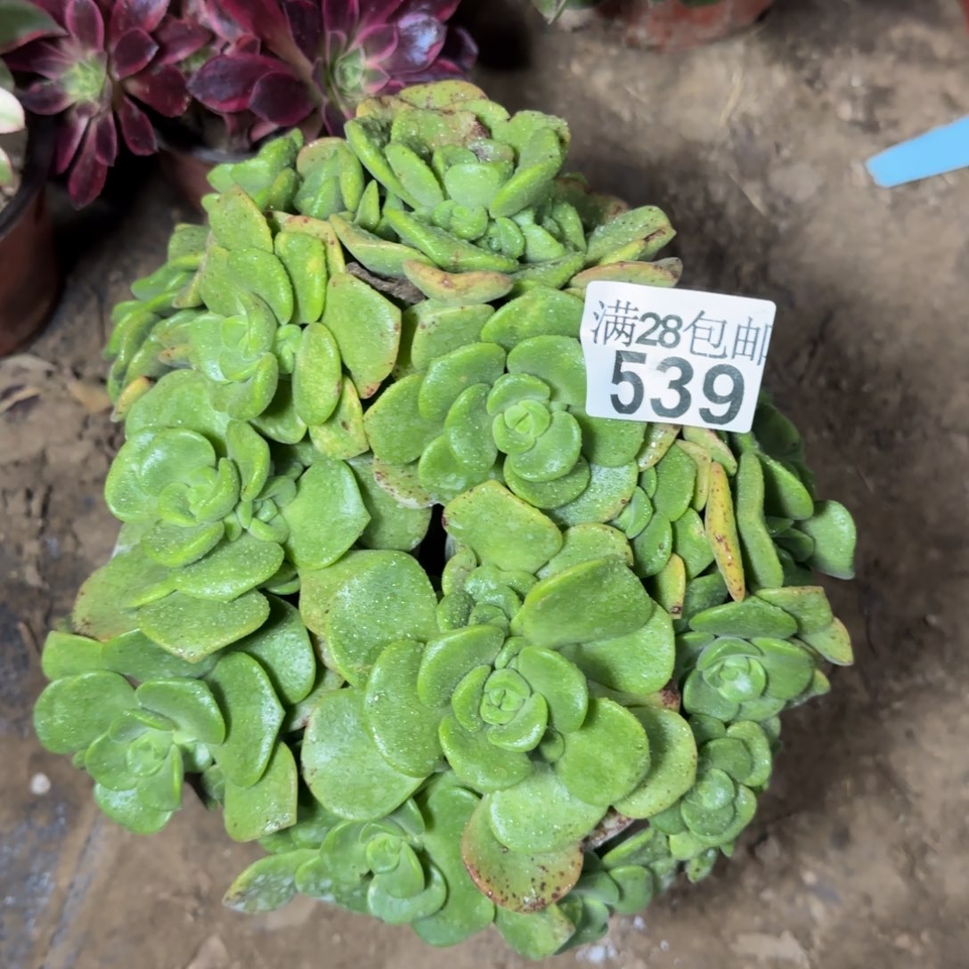 百合丽丽439满28包邮断枝不包