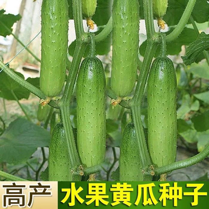 【全店满5元包邮】节节多水果黄瓜种子高产黄瓜小菜园阳台小院