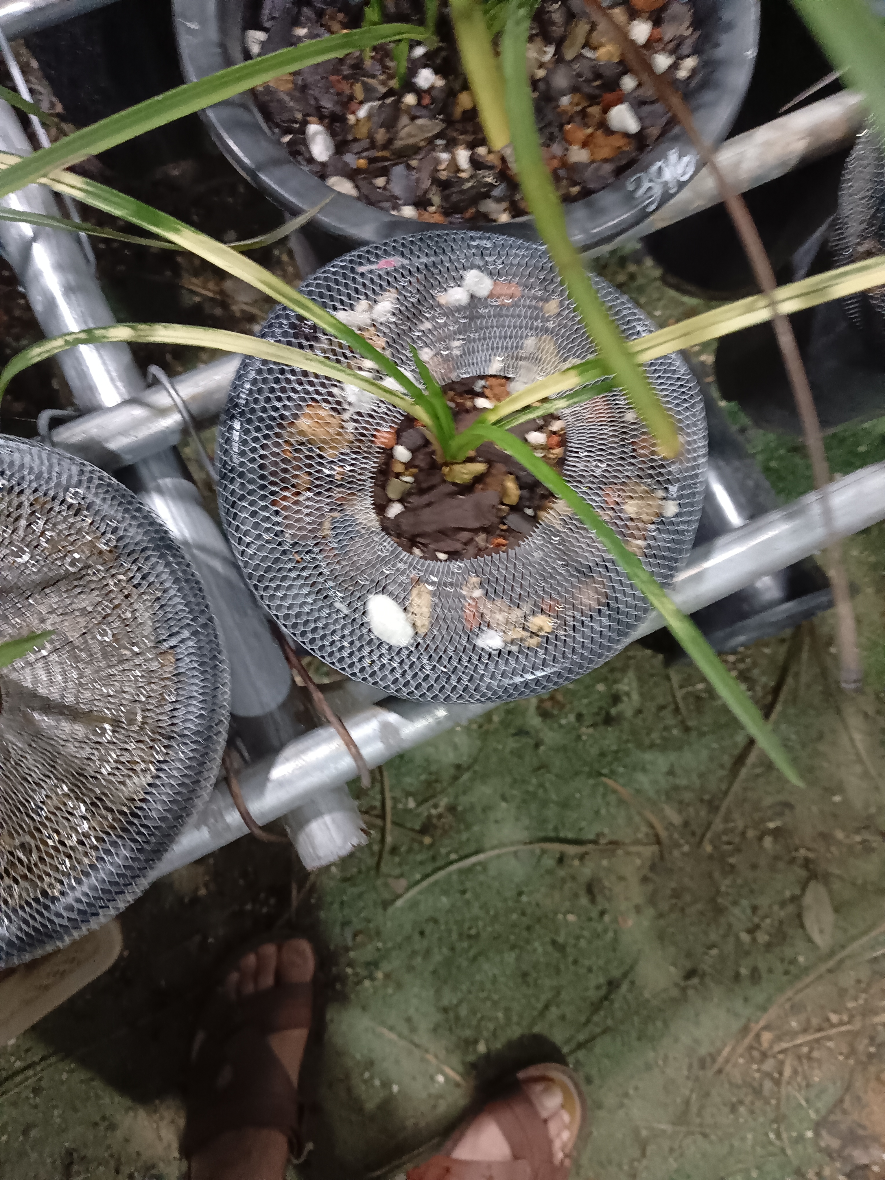 直播精选金边玉罗汉开花浓香室内盆栽花卉