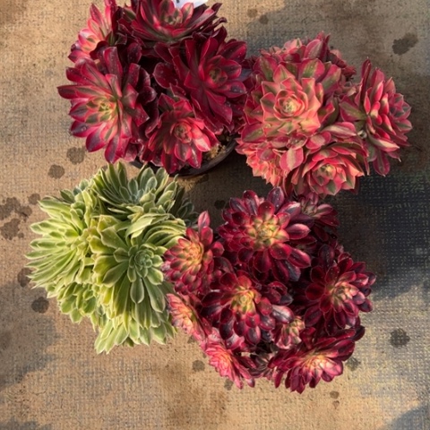 710组合3颗多肉，