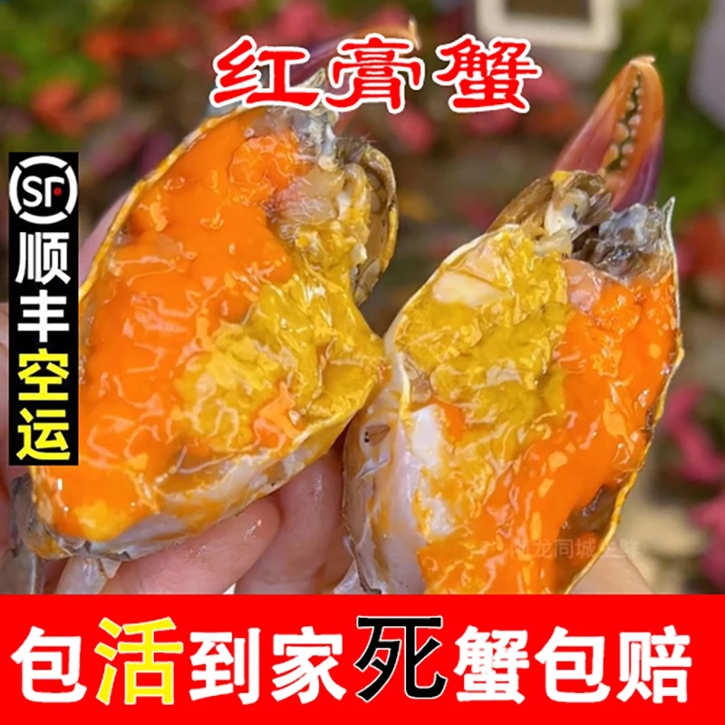 AA【顺丰包活到家】5只红膏蟹红鲟600g/2-3两/只