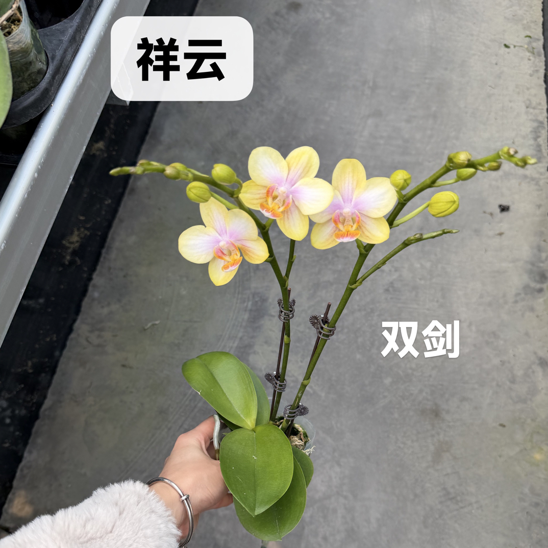 【祥云】好养护花期长 双花剑基地直发