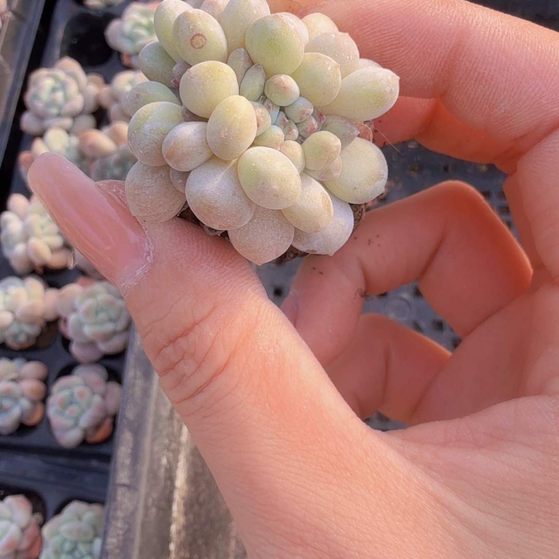 拉***王直播福利一物一拍666