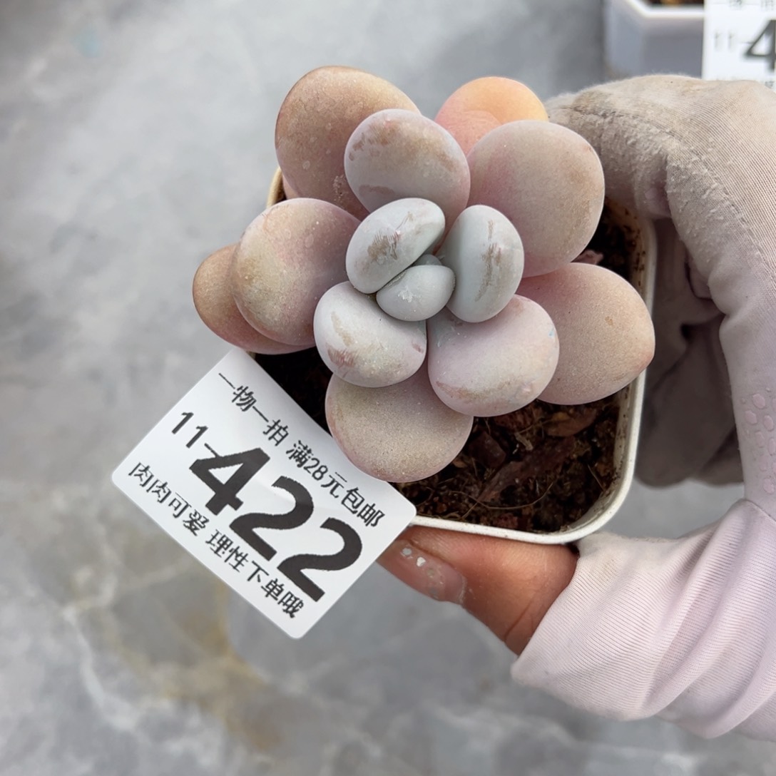 粉兔多肉多肉多肉多肉