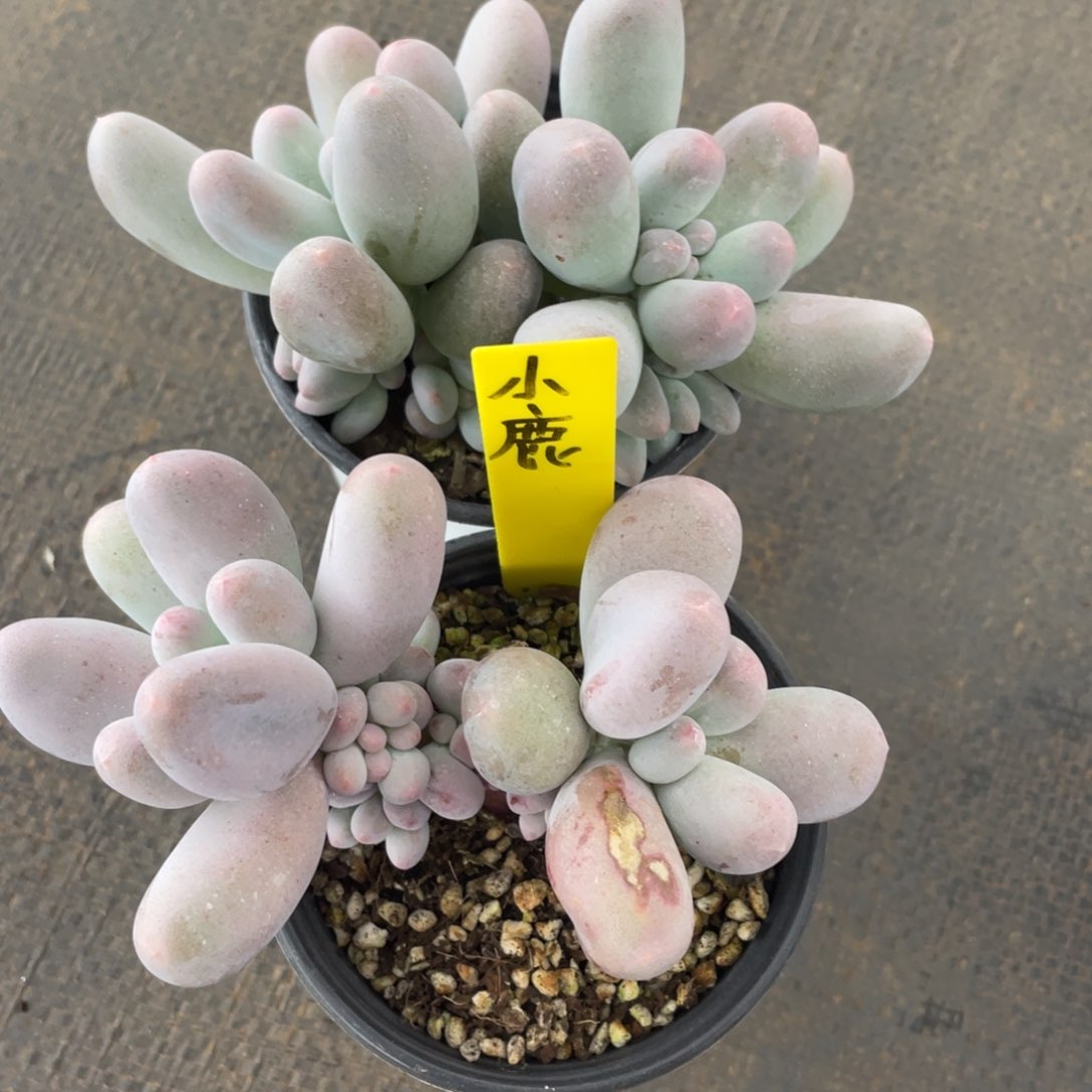 小***冲姐姐我在挑战自己人生