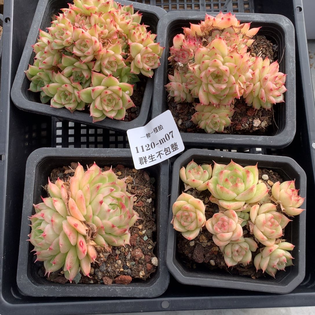 一物一框拍 1120-107 群生不包整4颗