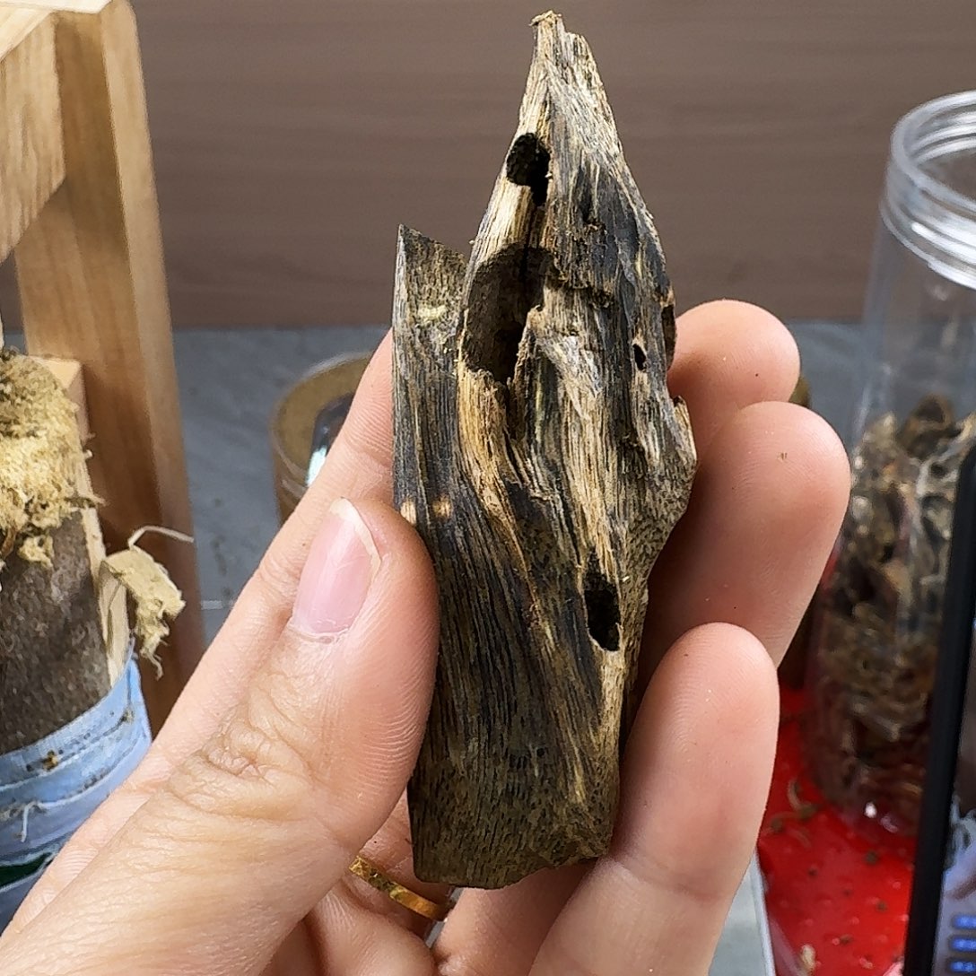 香料绿奇楠虫漏白棋10克