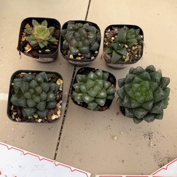 玉露哈哈哈哈哈哈