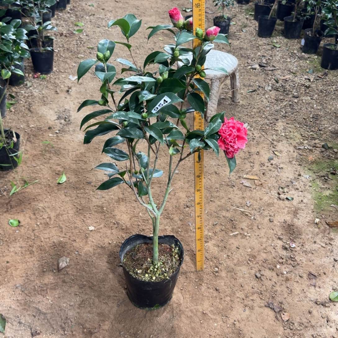 少量花朵（建议范围：2朵-5朵 或40%以下）954龙火珠