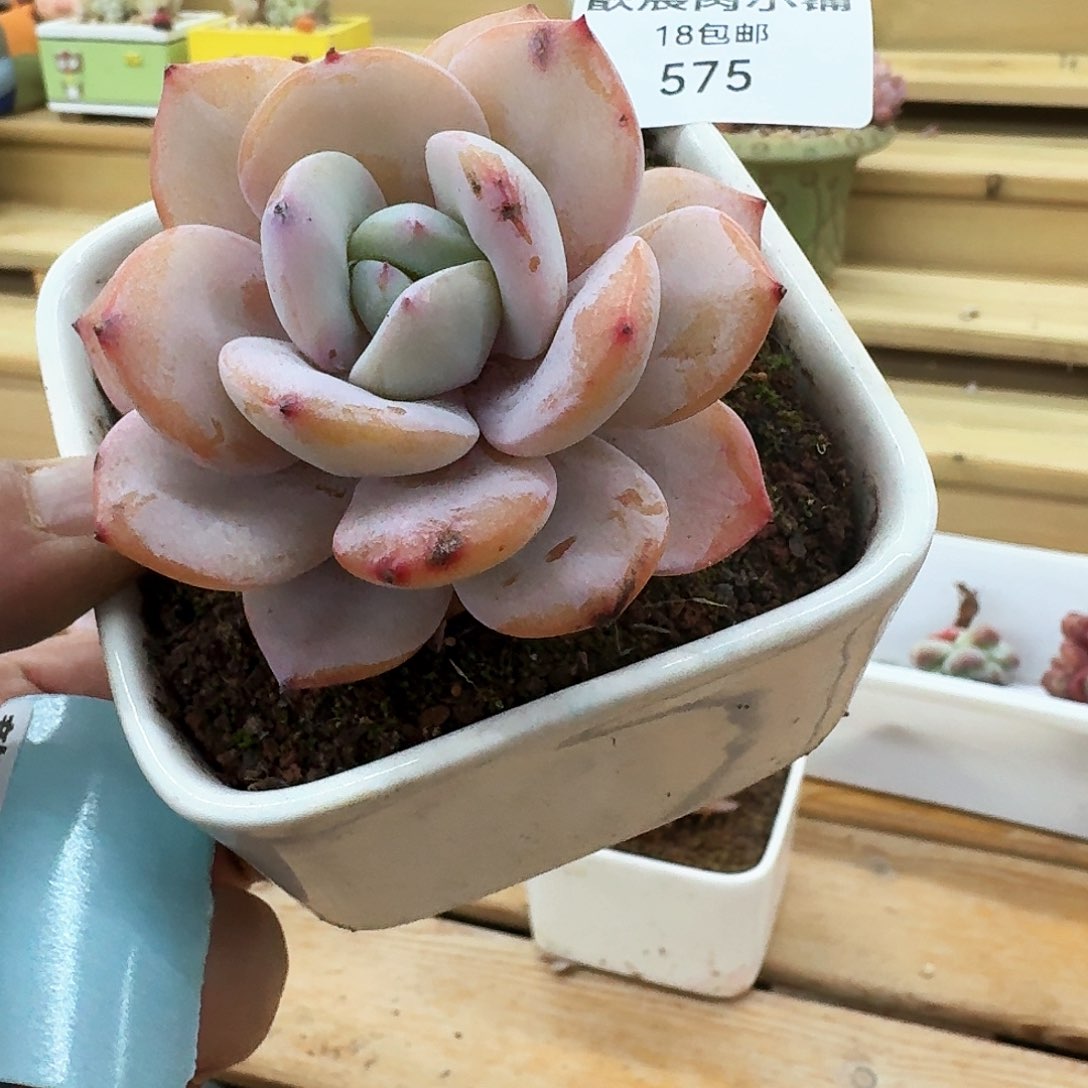多肉植物奶茶单头575
