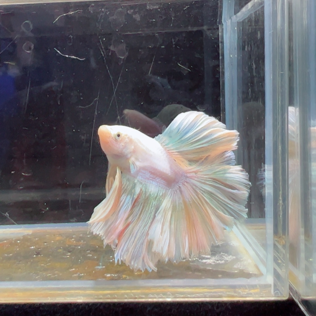 斗鱼浅色特殊尾hhhh