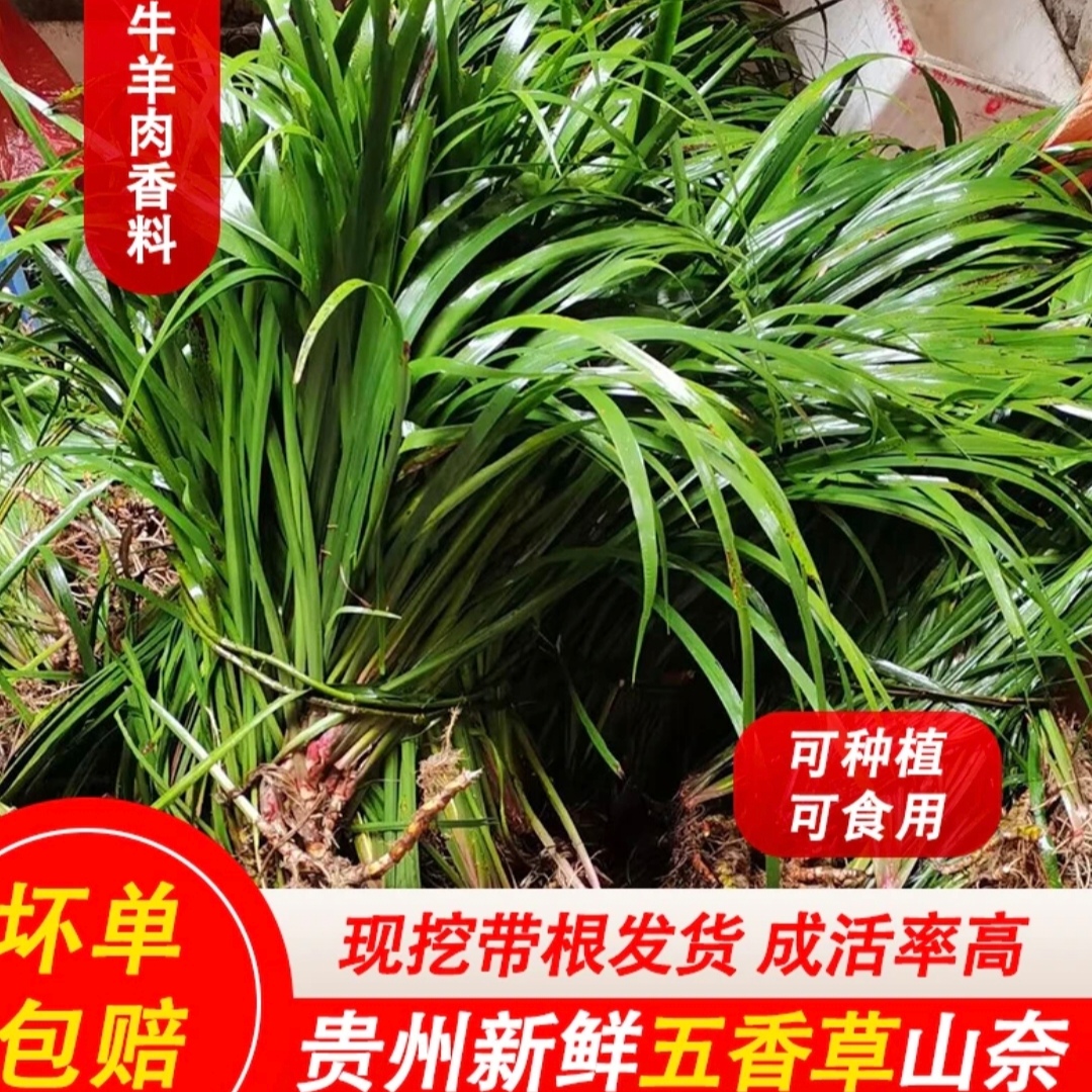 【带根可栽】新鲜五香草山奈随手香鸡骨香贵州特产去腥生长五香大料